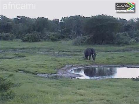 Tembe Elephant Park, Live Streaming HD Webcam,。